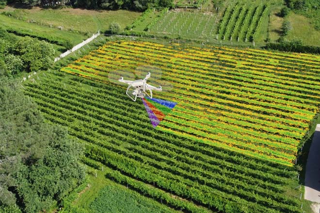 El vino frente al cambio climático: cómo se reinventa el viñedo español