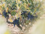 Cata Premium Ribera del Duero
