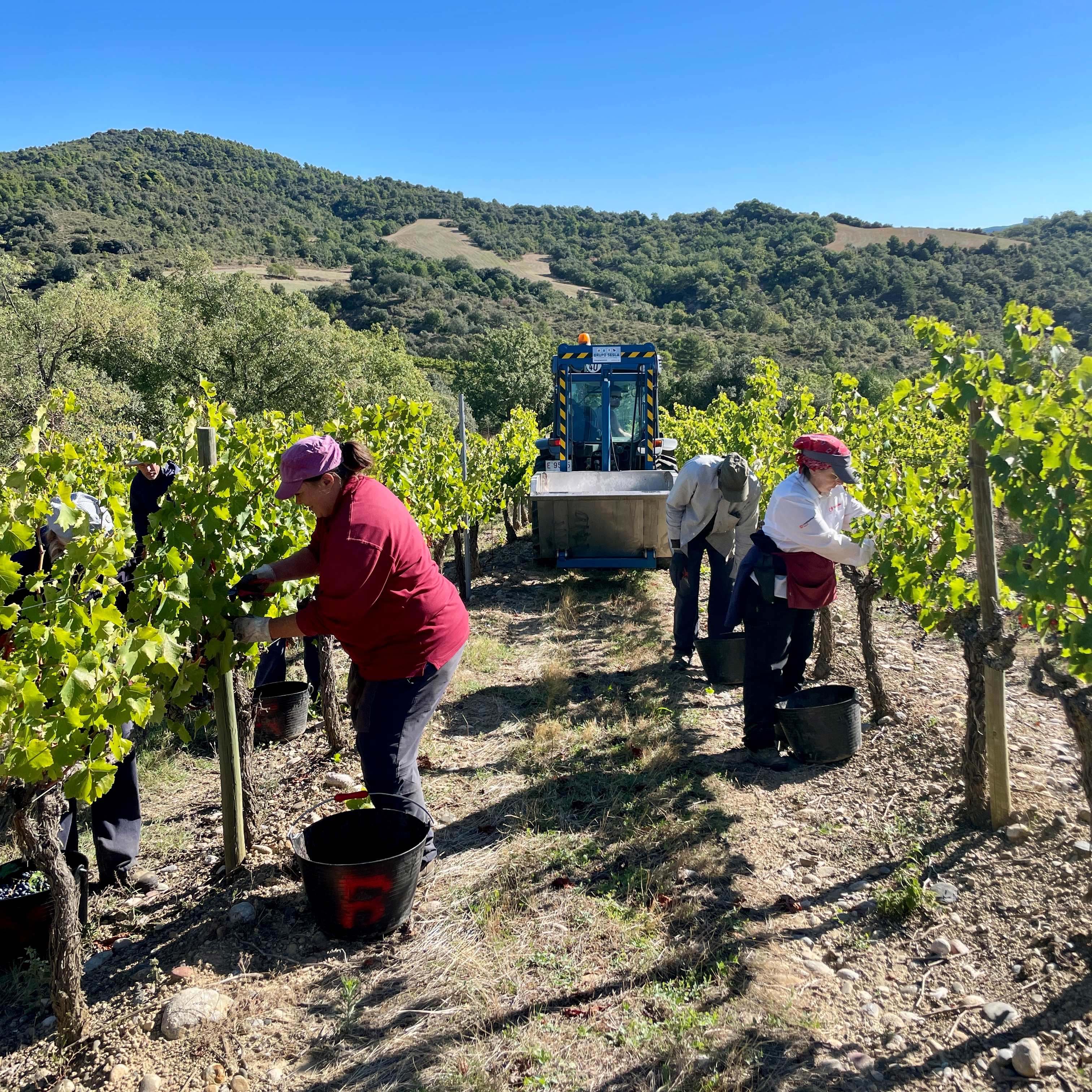 La DOP Somontano concluye la vendimia con 15.536.507 Kilos de uva