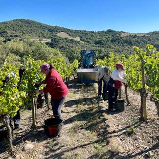 La DOP Somontano concluye la vendimia con 15.536.507 Kilos de uva