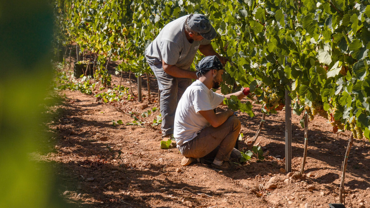 La D.O. Monterrei obtiene su máximo histórico: 8.072.785,7 kilogramos de uva