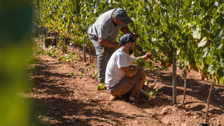 La D.O. Monterrei obtiene su máximo histórico: 8.072.785,7 kilogramos de uva