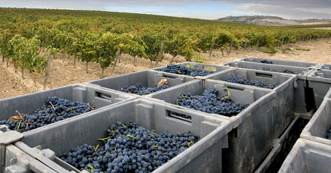 Ribera del Duero concluye una Vendimia 2025 excepcional, con una uva de excelente calidad y de buena sanidad