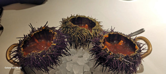 Erizos de mar con ponzu y huevas.