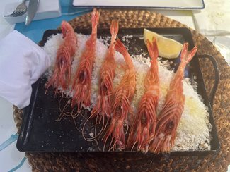 gamba roja 2