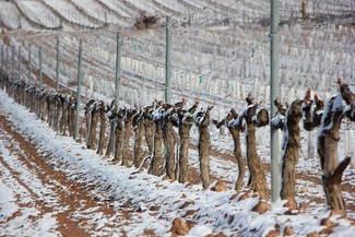 Viñedo