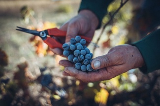 Las uvas