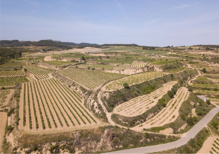 Experiencia Verema Valencia 2026: Evolución de la Garnacha Blanca en la D.O. Terra Alta