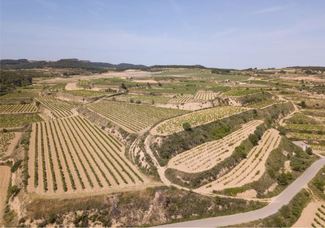 Experiencia Verema Valencia 2026: Evolución de la Garnacha Blanca en la D.O. Terra Alta