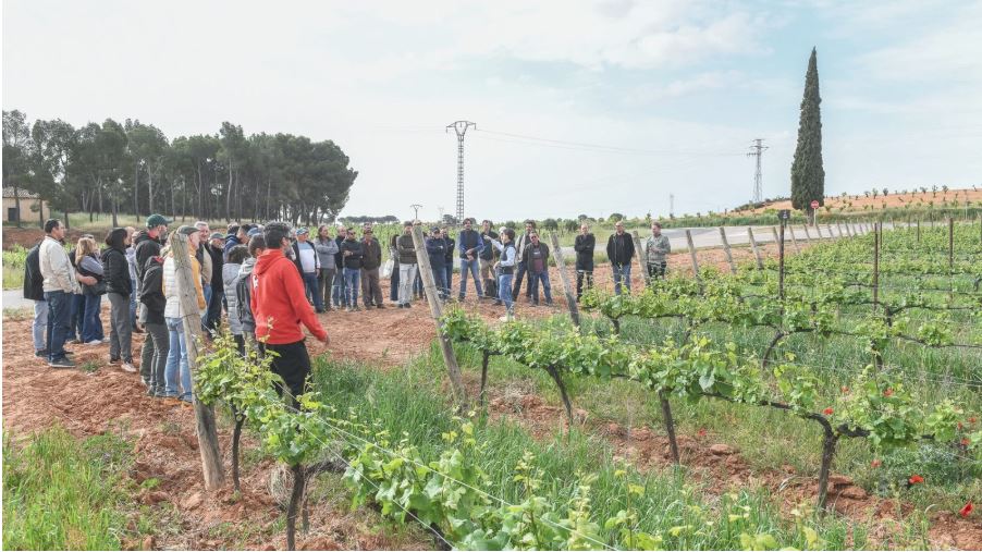 La DO Utiel-Requena escoge las cubiertas vegetales como tema central de su Jornada de viticultura
