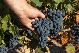 uvas
