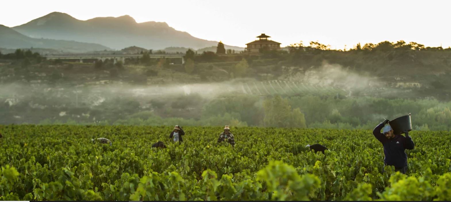 Rioja aprueba las normas de vendimia para la campaña de 2026