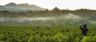 Rioja aprueba las normas de vendimia para la campaña de 2026
