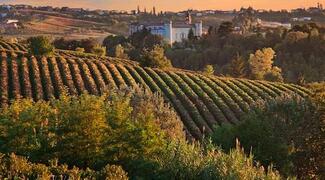 Las otras uvas: Freisa, la rebelde del Piamonte