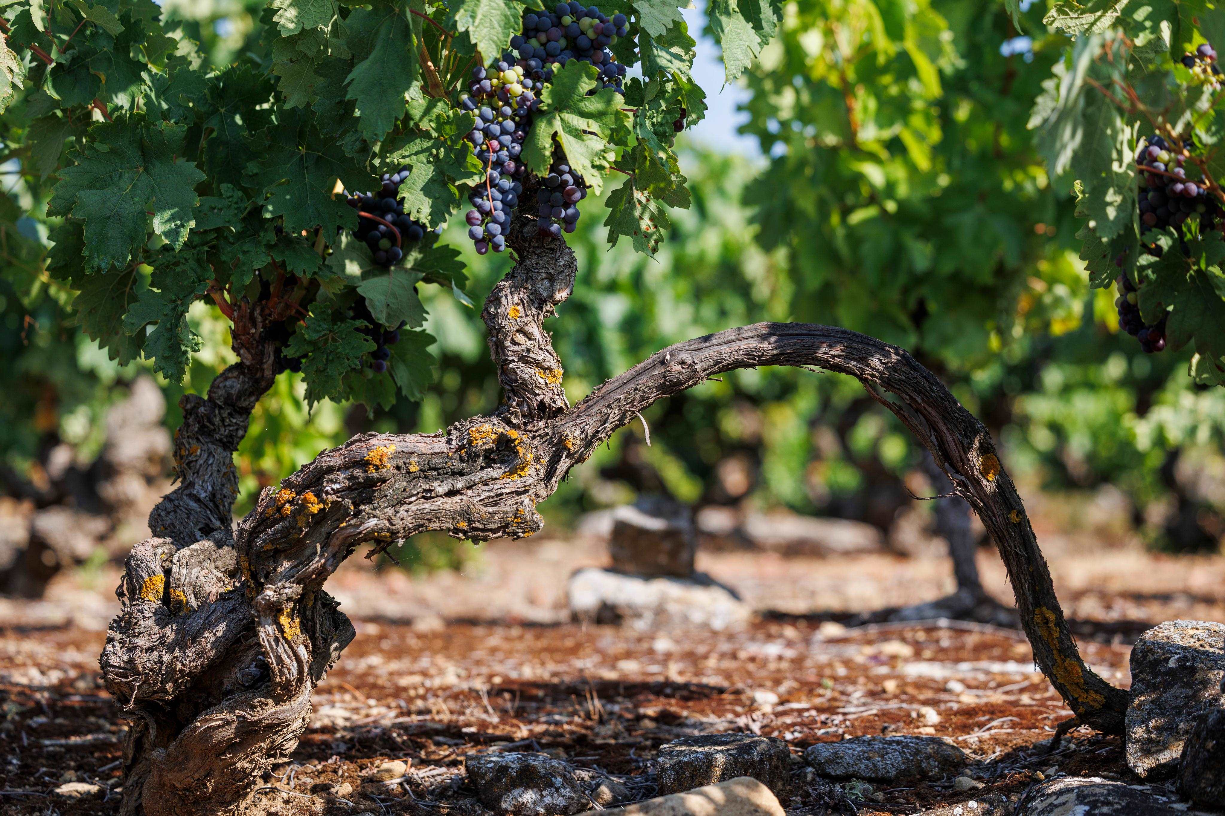 Rioja reivindica el mayor Viñedo Viejo y Centenario de España