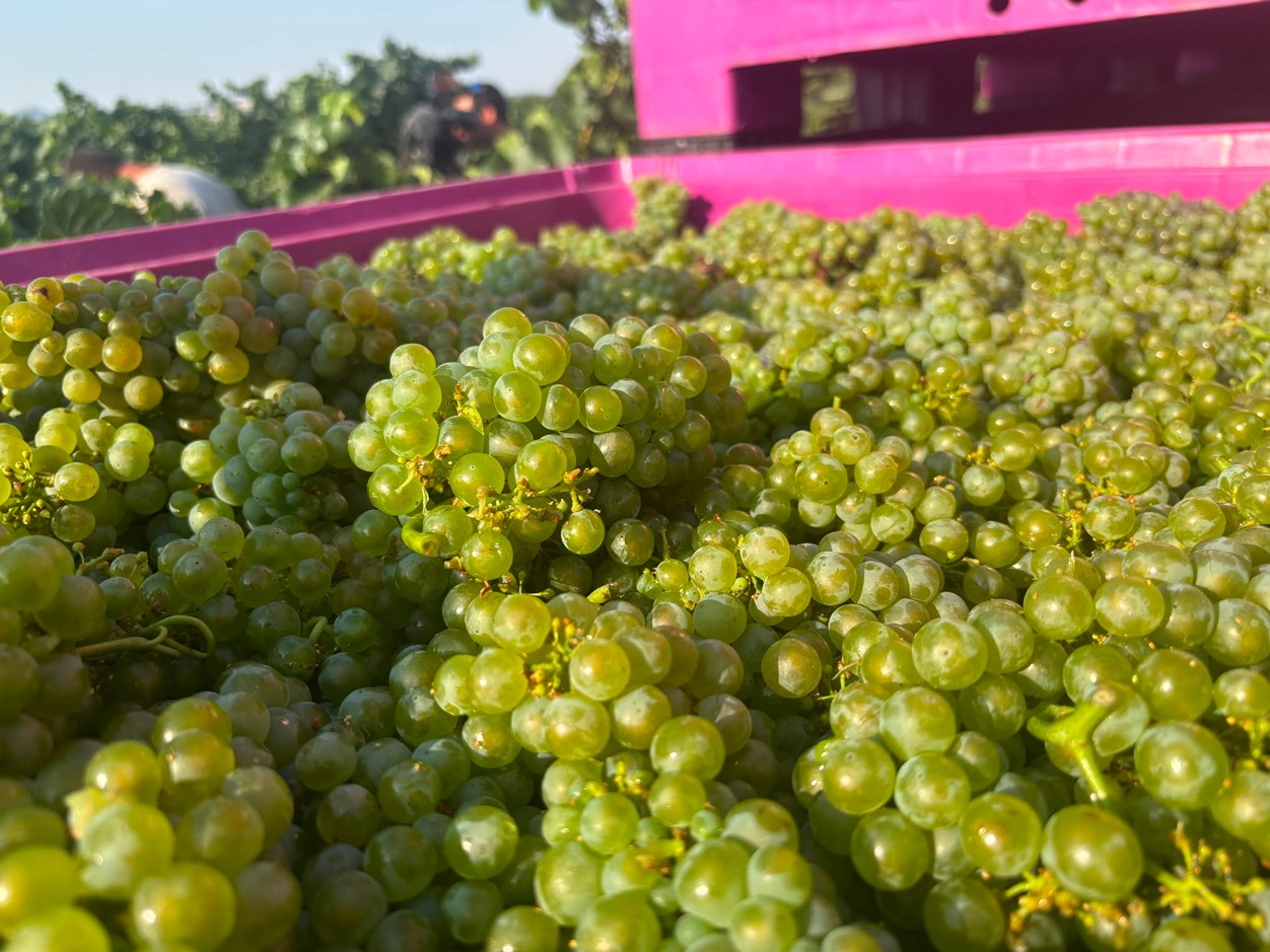 El Festival Vino Somontano y la vendimia comienzan su campaña 2026