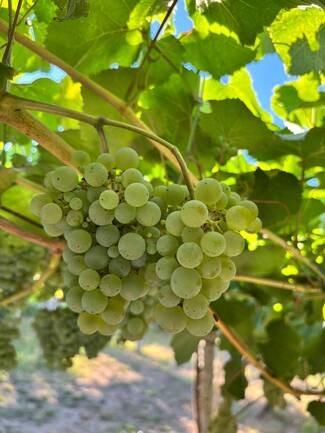 El Consejo Regulador Rías Baixas prevé recoger durante la vendimia 2026 49,9 millones de kilos de uva