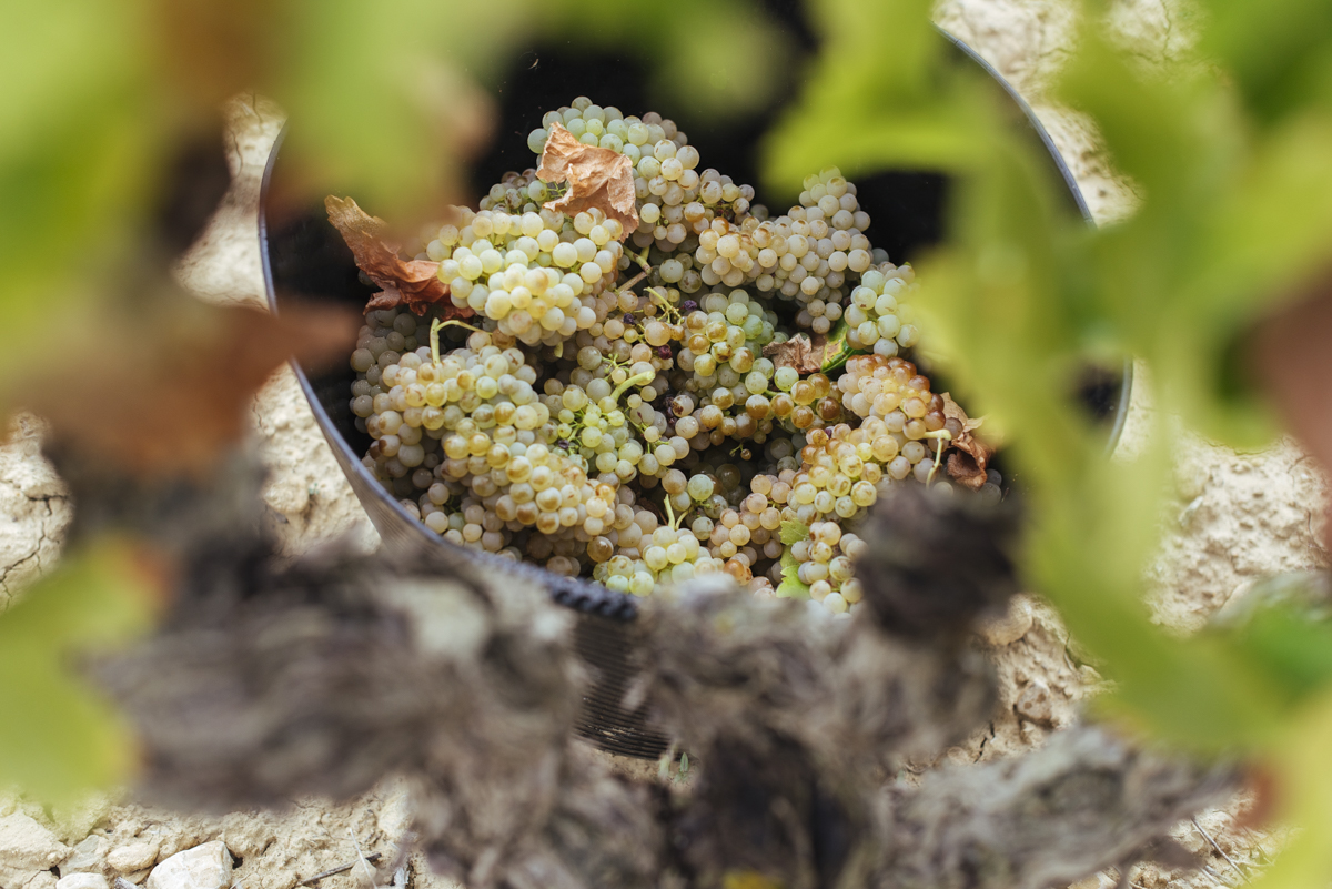 Ya disponibles los datos de Rioja Alta y Alavesa en la “app” del viticultor
