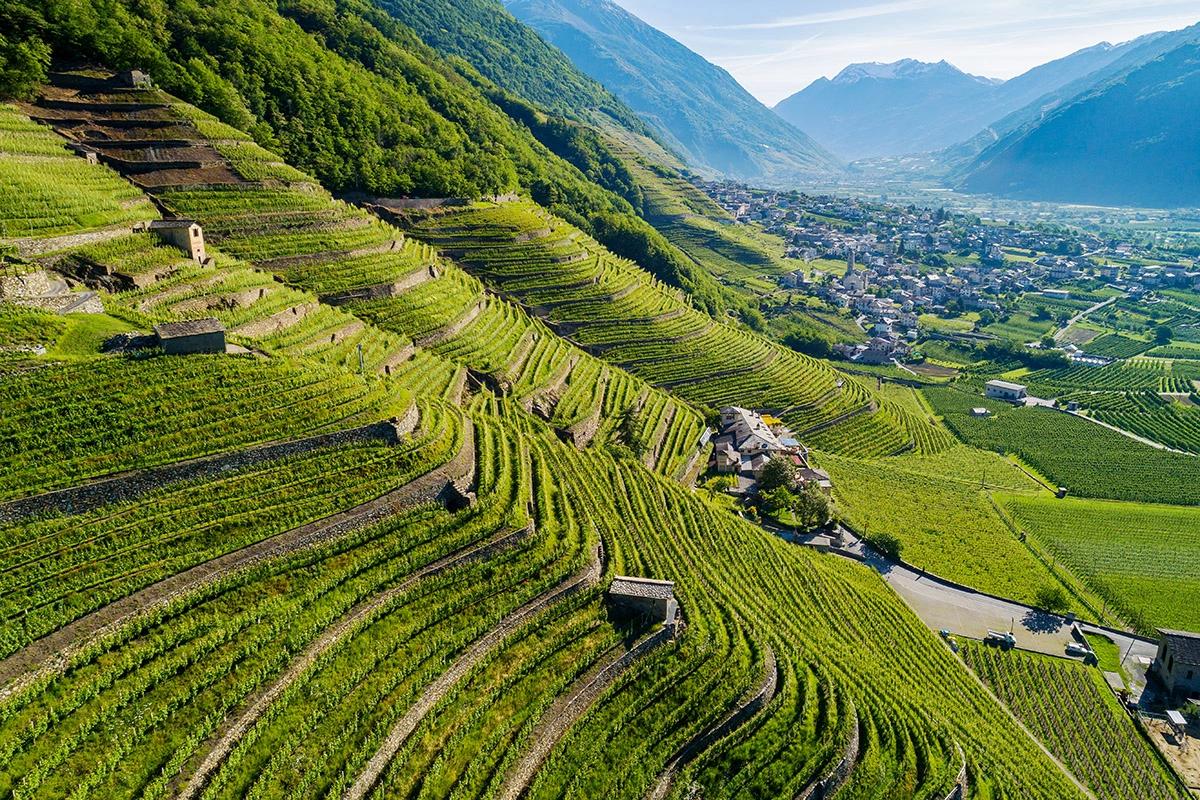 Nebbiolo más allá de Barolo y Barbaresco: los otros grandes territorios de Italia