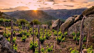 Un poco de Garnacha