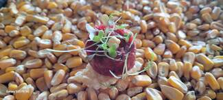 La senda del pastor- steak tartar de solomillo "parda de montaña"