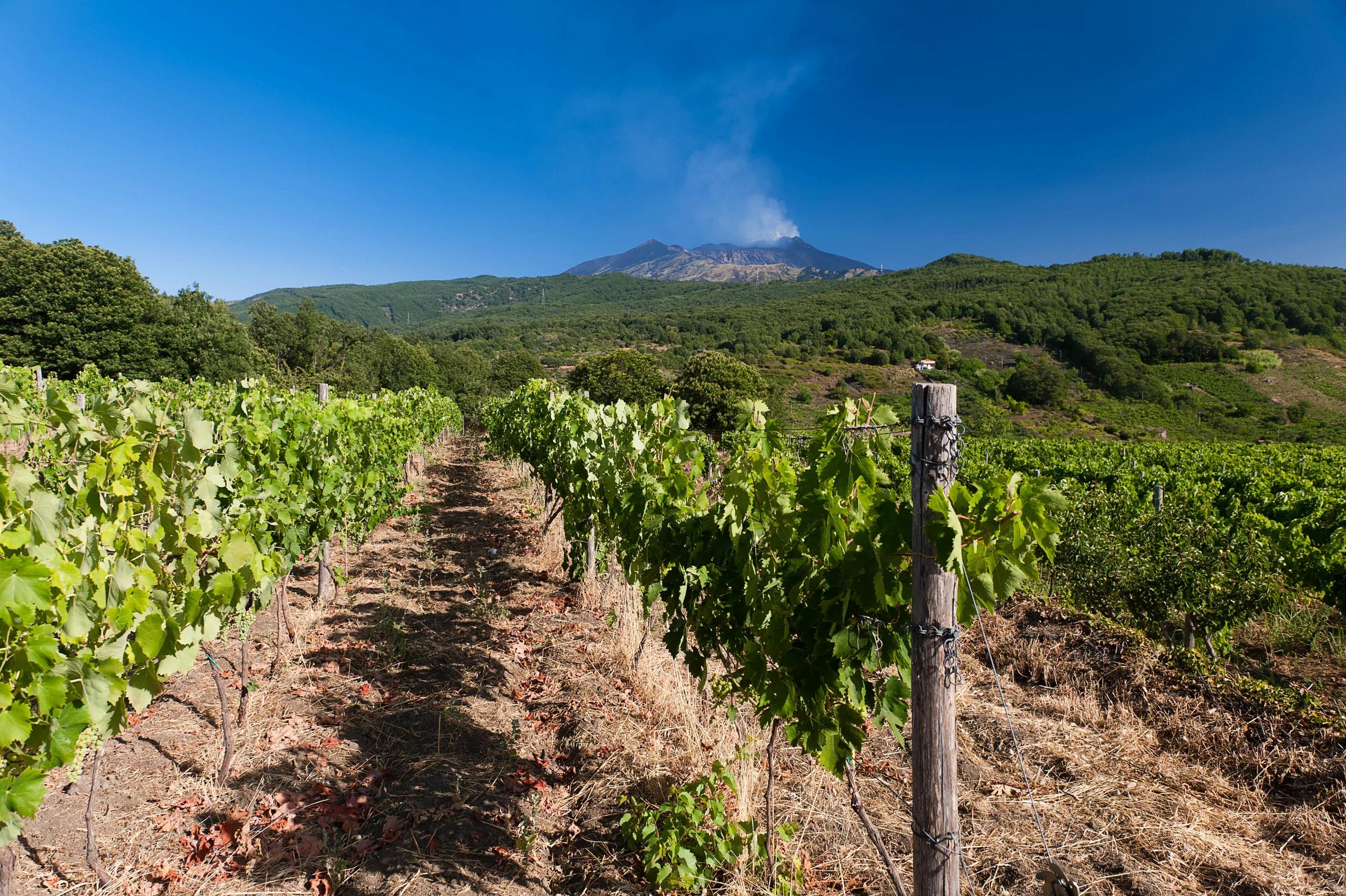 Las otras uvas: Nerello Mascalese, la elegancia volcánica del Etna.