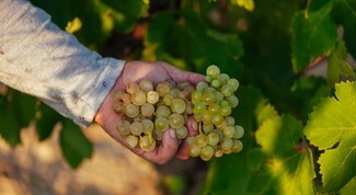 DOCa Rioja: Boletín de Maduración nº 3 - Avanza la maduración, con incremento del grado alcohólico