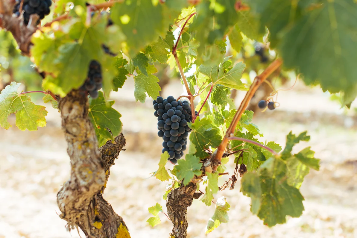 DOCa Rioja: Boletín de Maduración nº 5 - Ciclo vegetativo afectado por la persistencia de temperaturas elevadas