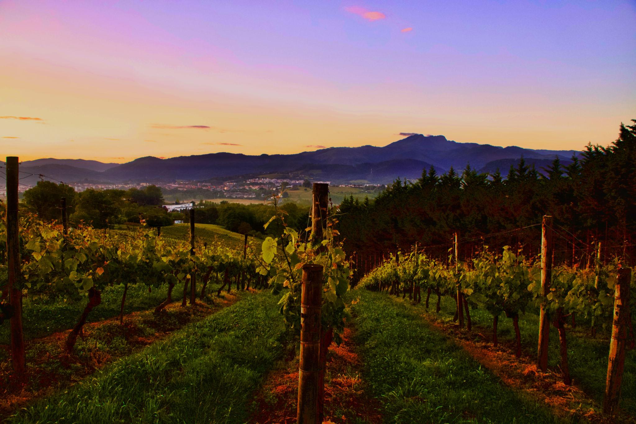 Cabernet Franc: ¿una uva francesa con raíces vascas? El misterioso origen de una de las grandes variedades del mundo