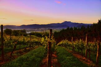 Cabernet Franc: ¿una uva francesa con raíces vascas? El misterioso origen de una de las grandes variedades del mundo