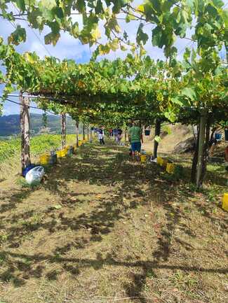 La D.O. Rías Baixas protagoniza la vendimia más madrugadura de su historia, de gran calidad y cantidad