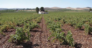 La DO Valdepeñas inicia una nueva etapa para recuperar su protagonismo en el panorama vitivinícola nacional
