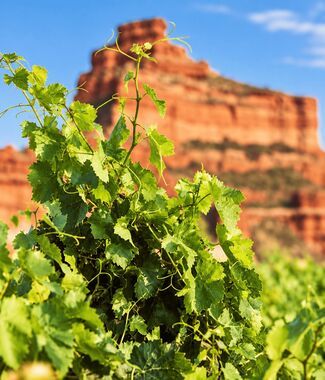 La garnacha