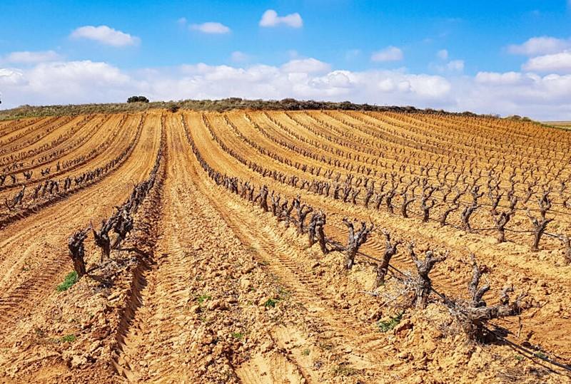 ¿Sobran viñedos en España? Arranque, reducción de producción y futuro del viñedo