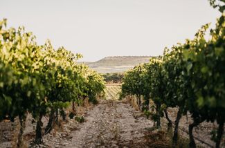 El viñedo